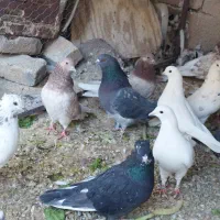 کبوتر کفتر|پرنده|پاکدشت, پاکدشت (مامازند)|دیوار