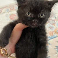 گربه اسکاتیش مشکی