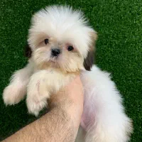 سگ های آپارتمانی