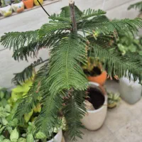 گیاهان آپارتمانی