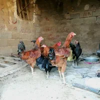 تعدادی مرغ و خروس و جوجه خروس|حیوانات مزرعه|شیراز, کرونی(خاتونک)|دیوار