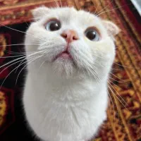 گربه اسکاتیش فولد نر چشم ابی|گربه|ساری, |دیوار