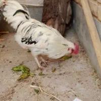 مرغ و خروس گلین اصیل