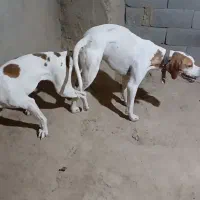 توله سگ شکاری پوینتر انگلیس دنبلانی|سگ|گلی داغ, |دیوار