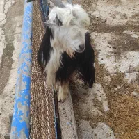 تی بز ترکی ماده|حیوانات مزرعه|اهواز, سلطانمنش|دیوار