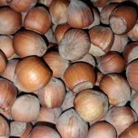 فندق الموت خشک و تازه