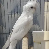 عروس البینو نر