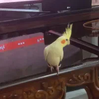 فروش عروس هلندی عروسک با قفس و تجهیزات