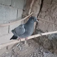 کفتر پلاکی معاوضه|پرنده|جوادآباد, |دیوار