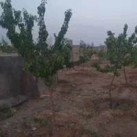 فروش زمین ۱۵۰۰ متری درنظرآباد|فروش زمین و ملک کلنگی|کرج, گلشهر|دیوار