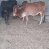 گوساله نر ماده دورگ اصل