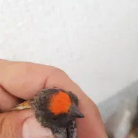 نر گلدار درجه یک