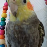 گمشده|حیوانات|کرج, حصارک بالا|دیوار