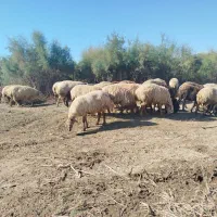 گوسفند|حیوانات مزرعه|اصلاندوز, |دیوار