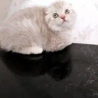 مجموعه اصلی گربه های کیوت ( ایران کتز)|گربه|اهواز, کیانپارس |دیوار