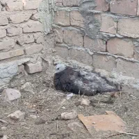 قیمت نرها 4300قیمت ماده ها3300