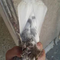 کبوتر فروشی