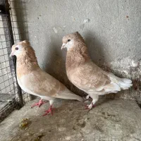 جفت زردی دم سفید کاکلی پرشی