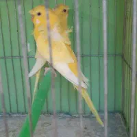 مرغ عشق پروانه ای