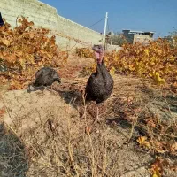 سه‌عددبوقلمون|حیوانات مزرعه|سلماس, |دیوار