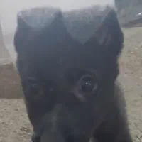 توله ژرمن بلک