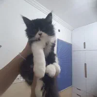 بچه گربه پرشین