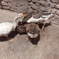 غوغاز|حیوانات مزرعه|قزوین, |دیوار