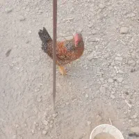 خروس فروشی|حیوانات مزرعه|ماهدشت, |دیوار