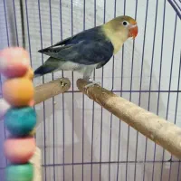 جفت طوطی های برزیلی مولد|پرنده|اهواز, دانشگاه چمران|دیوار