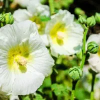 گل سرخ و گل ختمی