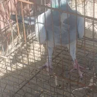 کفترپلاکی فروشی