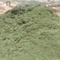 یونجه نو چین اول خالص و علفی