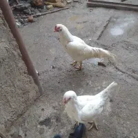 فروشی فقط خروس