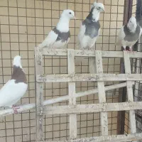 کبوتر طوقی بدون غلطی
