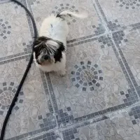 سگ پاپی شیتزو