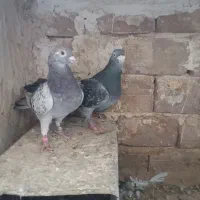 کبوتر