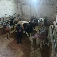 میش بر بز کره چپش|حیوانات مزرعه|یزد, |دیوار