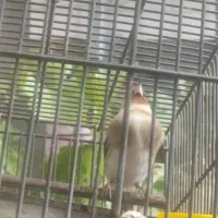 سهره خاکی جوجه قفس سهره داغسر