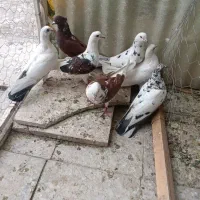 کبوتر تهرانی
