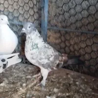 پرنده|پرنده|خان ببین, |دیوار