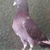 کبوتر فروشی