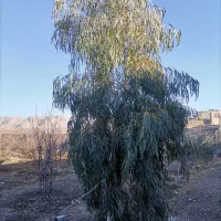 فروش یک اصل نهال 3 ساله درخت اکالیپتوس