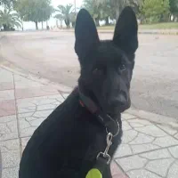 توله بلک ژرمن شپرد