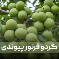 فروش ویژه انواع نهال گردو سه ساله 150تومان|خدمات باغبانی و درختکاری|تهران, قلمستان|دیوار