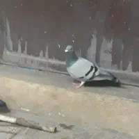 پلکی
