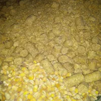 دان بوقلمون ، مرغ ، بلدرچین