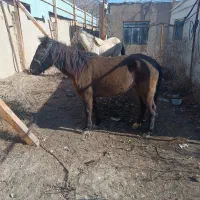 اسب مادیان خزر .|اسب و تجهیزات اسب‌سواری|رباط‌کریم, رباط‌کریم|دیوار