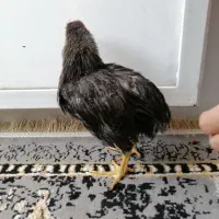 جوجه با قفس بزرگ 550