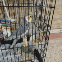 عروس هلندی نر