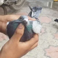 پلاکی ماده مست|پرنده|بندرعباس, |دیوار